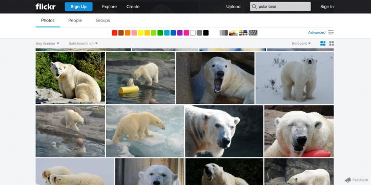 Flickr Polar Bears