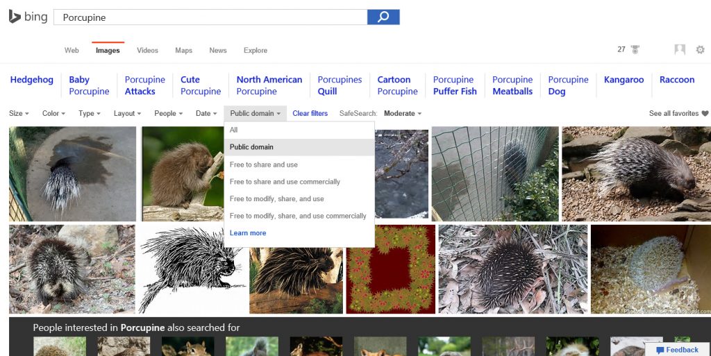 Bing Porcupine Images